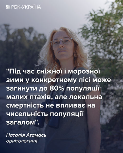 Куда исчезают воробьи, как мстят вороны и почему попугаи матерятся: интервью с орнитологом