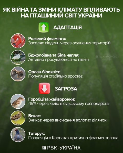 Куда исчезают воробьи, как мстят вороны и почему попугаи матерятся: интервью с орнитологом